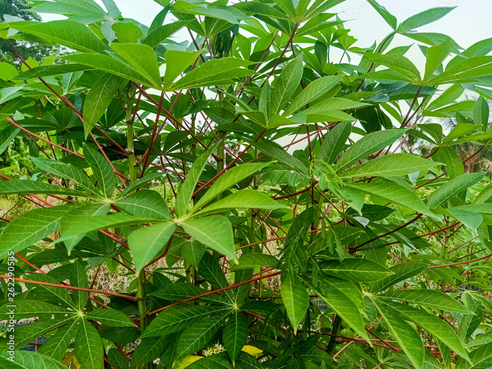 Cassava is a kind of plant that is used as animal feed. Can be grown easily in hot and humid areas. Cassava is a kind of plant that is used as animal feed. Can be grown easily in hot and humid areas.