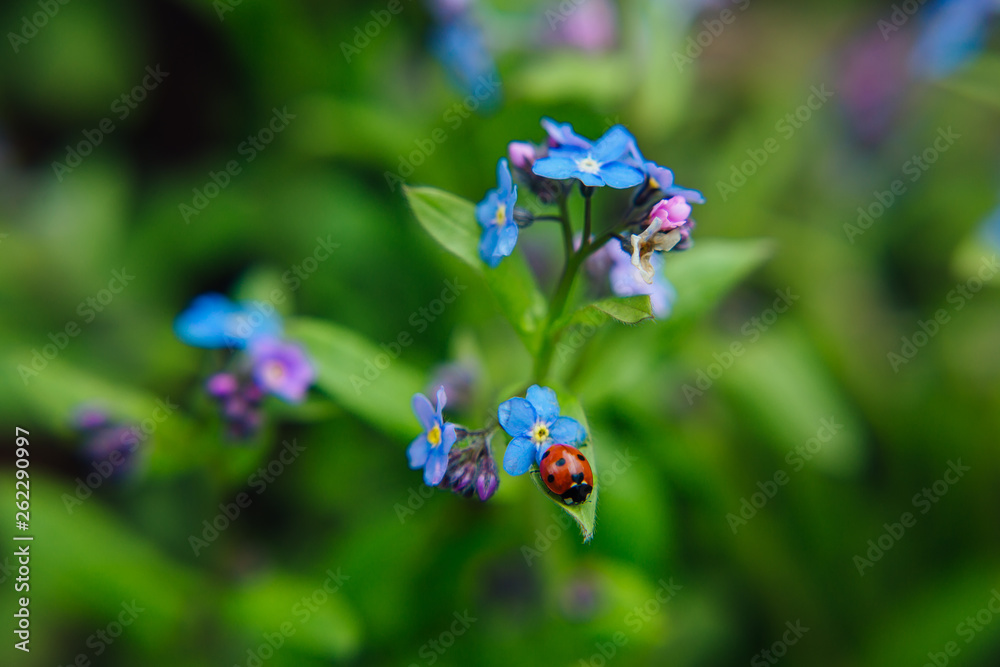 Fototapeta premium Ladybug sitting on a blue flower close up