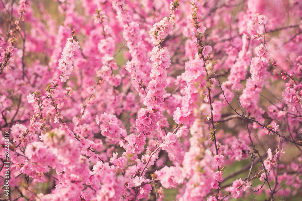Lush Pink Almond Flowers. Spring Background. blossoms Lush Pink Almond Flowers. Spring Background. blossoms