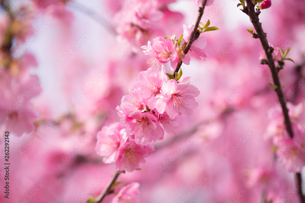 Lush Pink Almond Flowers. Spring Background. blossoms. Shallow DOW Lush Pink Almond Flowers. Spring Background. blossoms. Shallow DOW