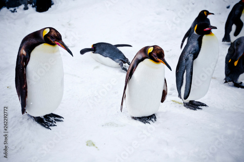 Chow, the penguin Bird Parade at Asahikawa Zoo ,February 2019 photo