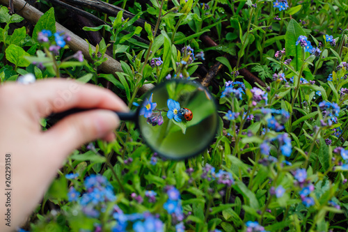 Fotografia Ladybug sitting on flower through a magnifying glass