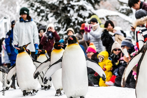 Chow, the penguin Bird Parade at Asahikawa Zoo ,February 2019 photo