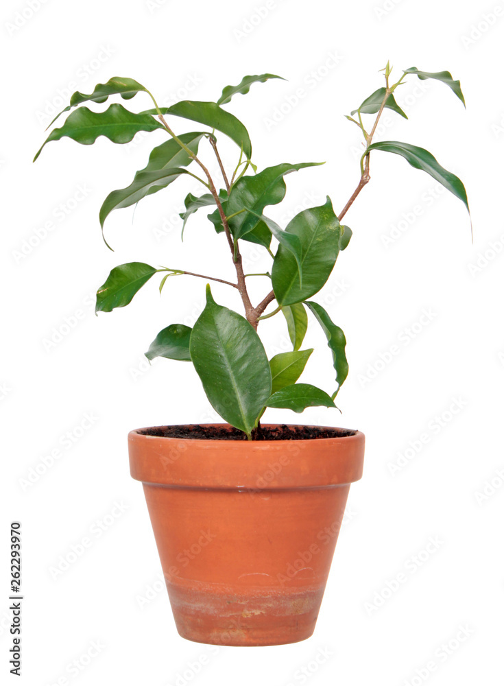 Obraz premium Ficus benjamina or Weeping Fig (cultivar Monique) in flowerpot isolated on white background