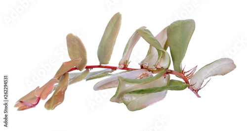 Branch of Marcgravia sintenisii or Rainbow Marcgravia with red and green foliage isolated on white background photo