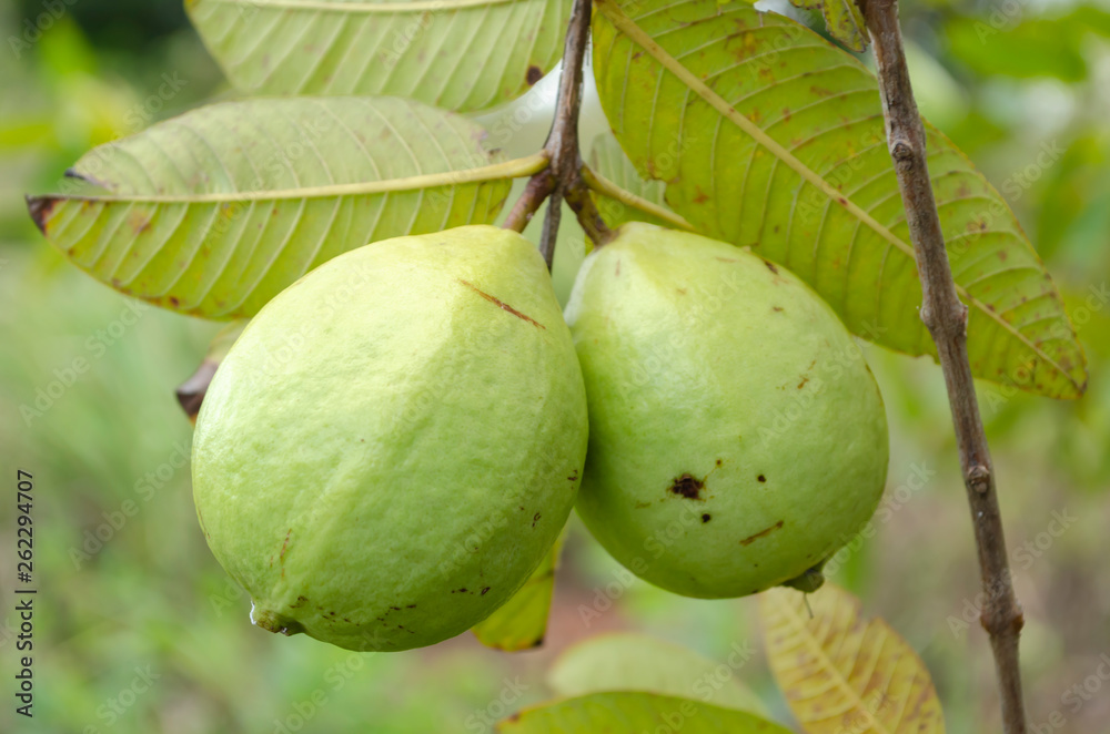 Green Skin Guavas On Tree Green Skin Guavas On Tree