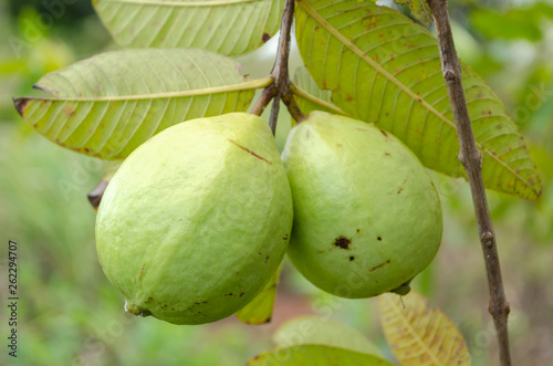 Green Skin Guavas On Tree