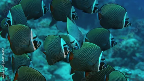 Group of redtail butterflyfish or Pakistani butterflyfish (Chaetodon collar) in a coral reef, Maldives, Indian Ocean, slow motion photo
