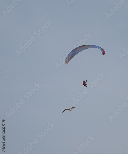 paraglider in the sky with seagull