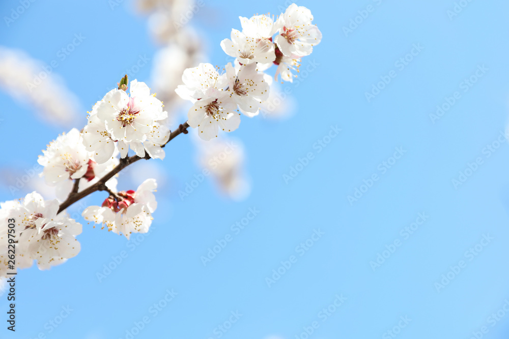 Beautiful apricot tree branch with tiny tender flowers against blue sky, space for text. Awesome spring blossom