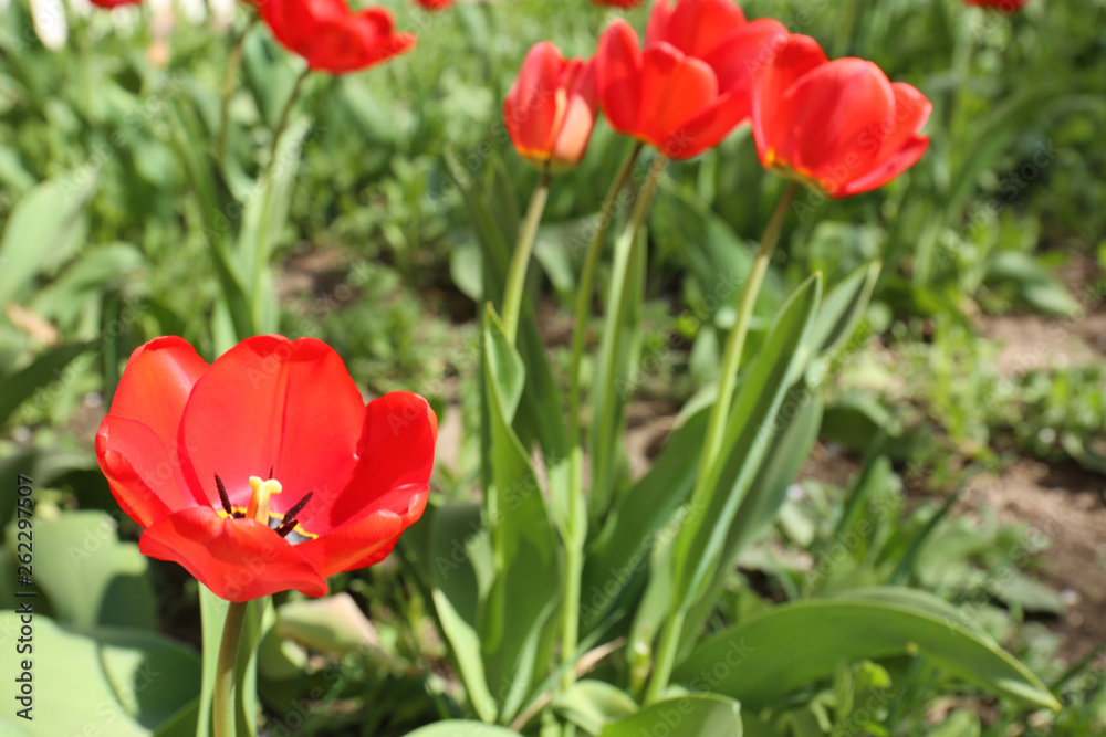 Many beautiful tulips in garden on sunny day, space for text. Blooming spring flowers Many beautiful tulips in garden on sunny day, space for text. Blooming spring flowers