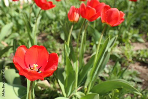 Many beautiful tulips in garden on sunny day, space for text. Blooming spring flowers