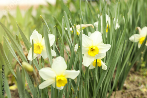 Many beautiful narcissi in garden. Blooming spring flowers