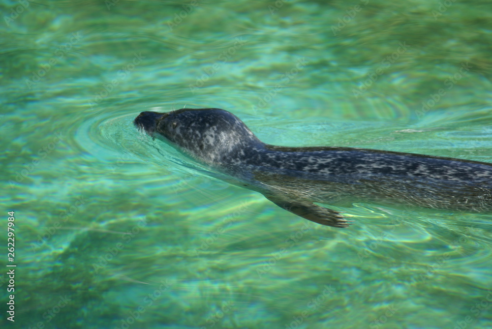 Fototapeta premium SONY DSC