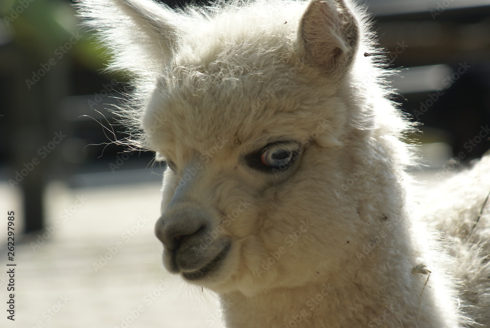 Obraz premium SONY DSC