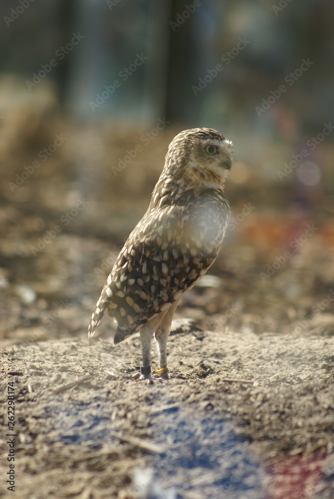 Obraz premium SONY DSC