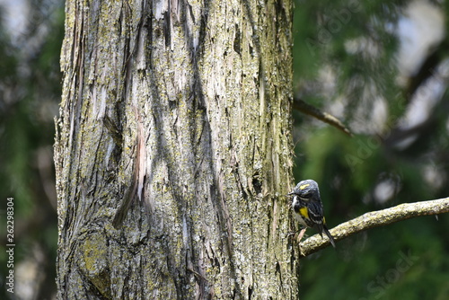 Small yellow and gray bird on tree