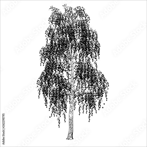The image of a birch with leaves, shades of gray
