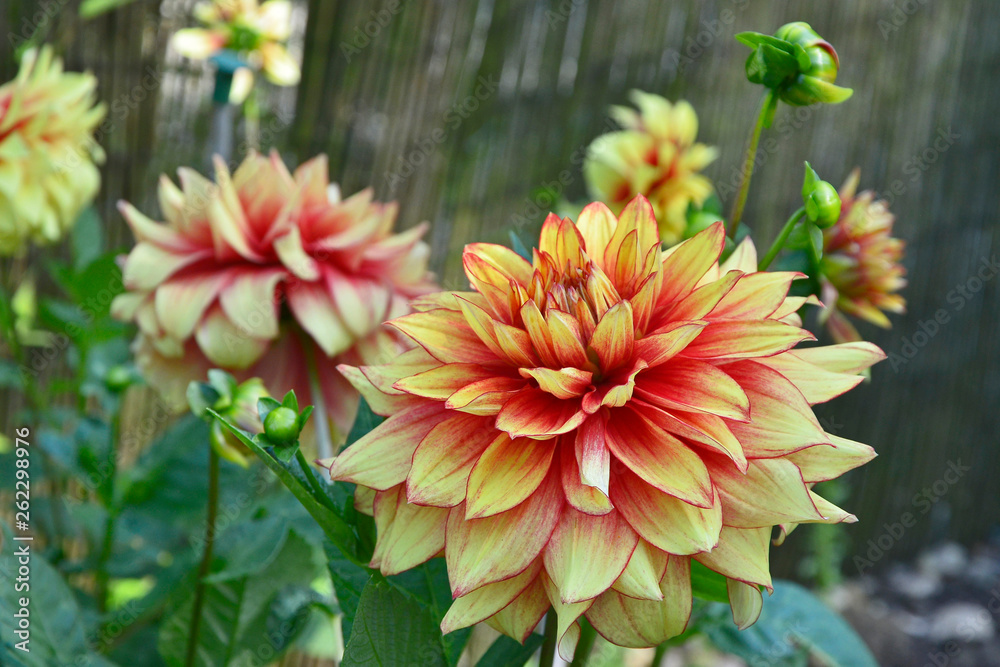 Flowering Dahlia 'Dazzling Magic ' in a garden border Flowering Dahlia 'Dazzling Magic ' in a garden border