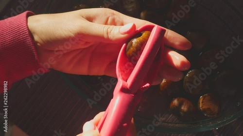 Cutting chestnuts with special scissors photo