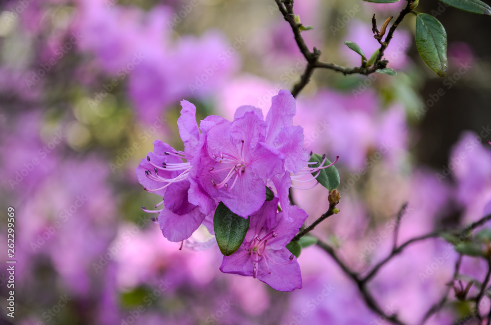 Blooming rhododendron bush flowers in a botanical garden Blooming rhododendron bush flowers in a botanical garden