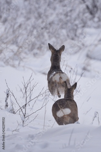 In the middle of winter