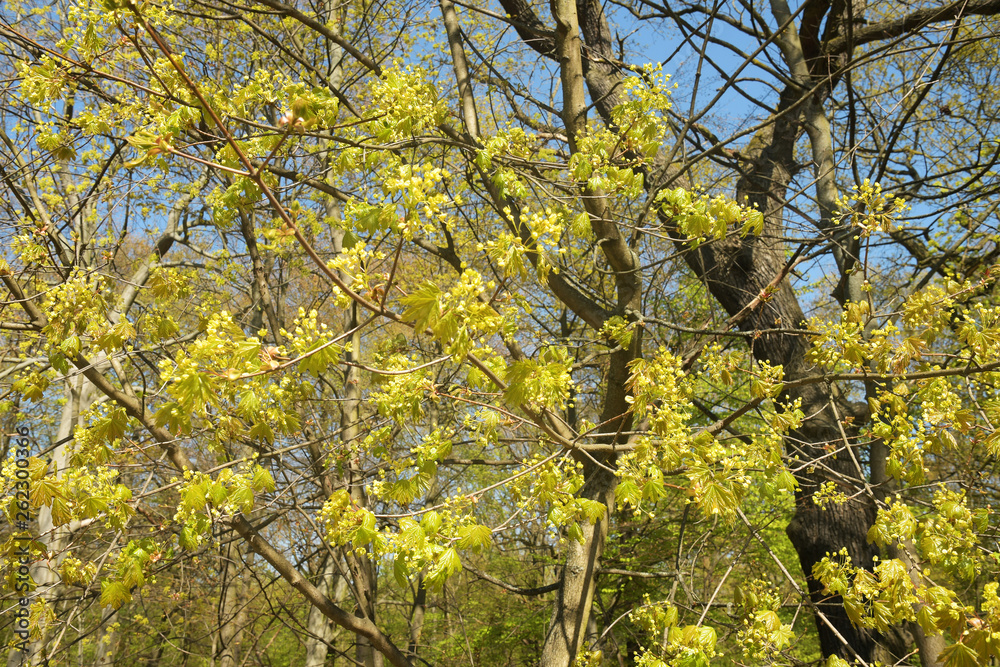 Fototapeta premium lindenbaum