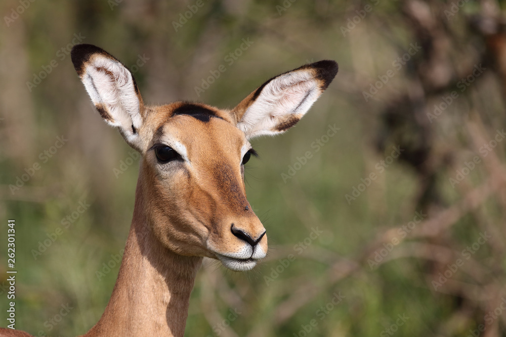 Schwarzfersenantilope / Impala / Aepyceros melampus Schwarzfersenantilope / Impala / Aepyceros melampus