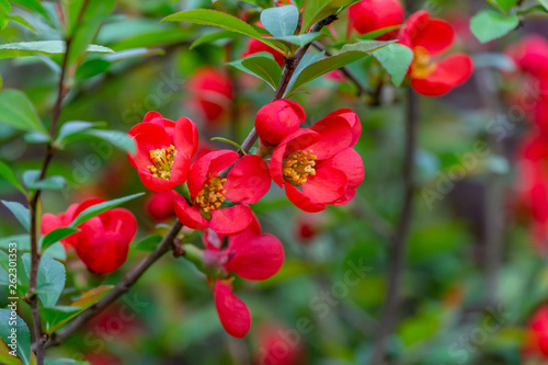 Macro of bright red spring flowering Japanese quince or Chaenomeles japonica on the blurred garden background. Sunny day. Selective focus. Interesting nature concept for design