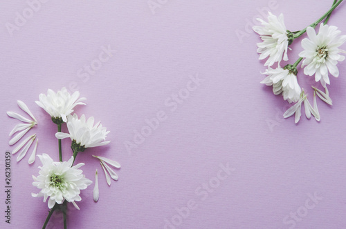  chrysanthemum flowers on a lavender background with copy space