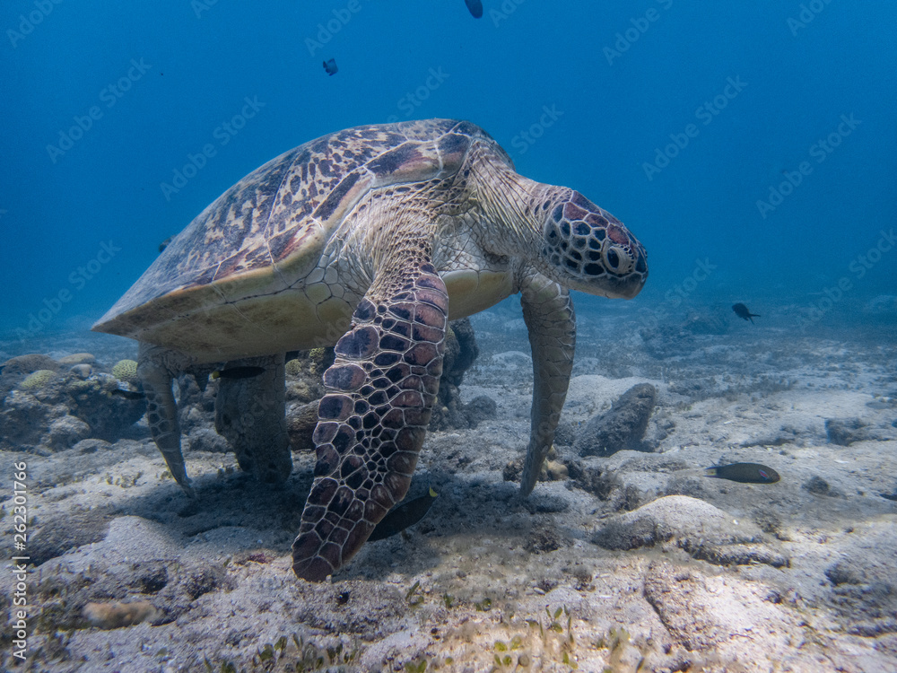 Obraz premium Green sea turtle's weird behavior standing with the tip of its four limbs touching the seafloor. It is either resting or having cleaned by cleaner fish.