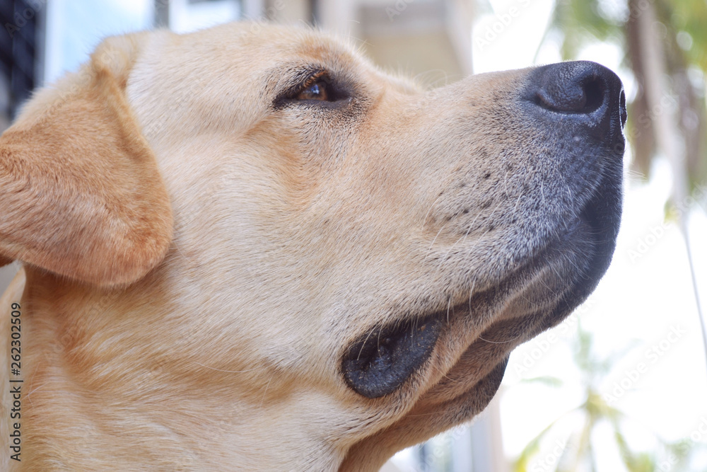 Yellow labrador dog Yellow labrador dog