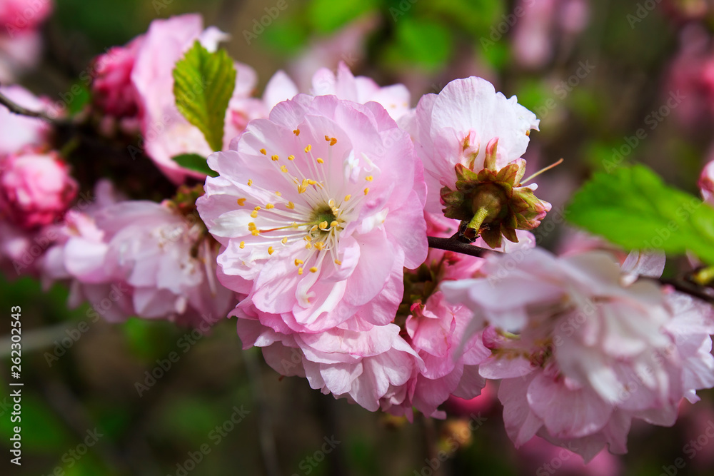 Branches of blossoming pink flowers with soft focus on green background in sunlight. Macro