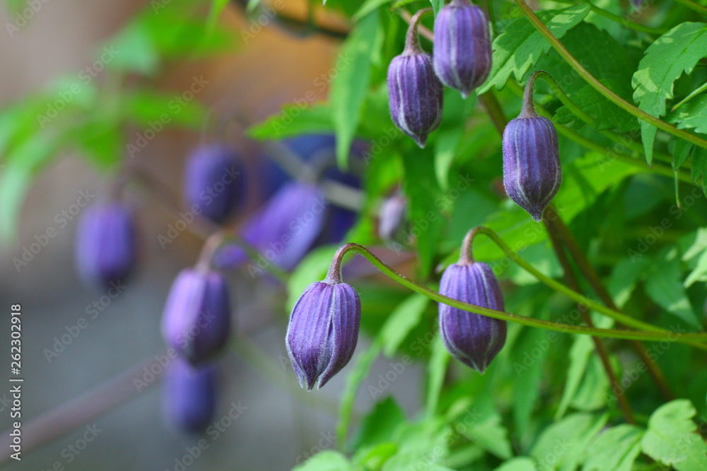 Obraz premium clematis