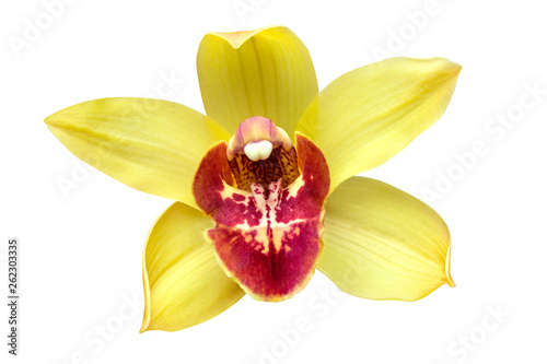 Foto yellow cymbidium orchid flower