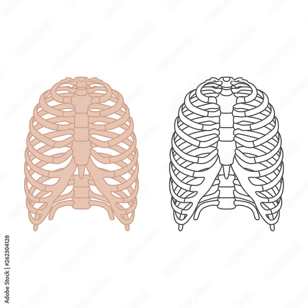 Thorax- ribs, sternum, clavicle, scapula, vertebral column. Detailed medical illustration. Isolated on a white background.