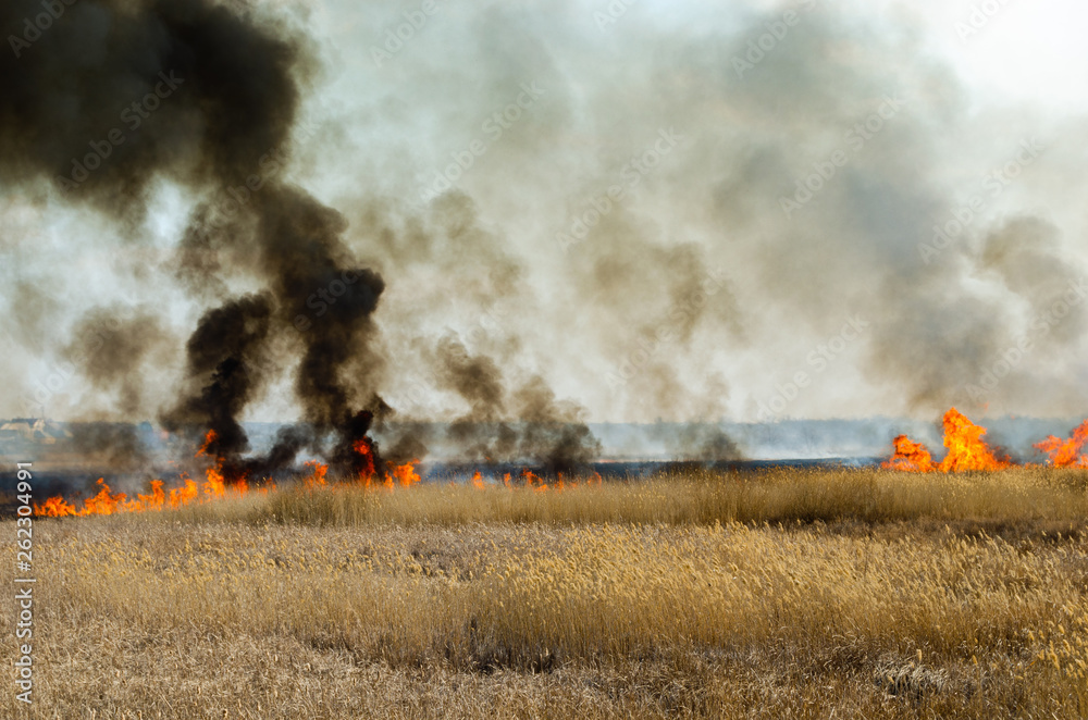 Fototapeta premium Strong fire and smoke, grass and reeds in flames.Black smoke.