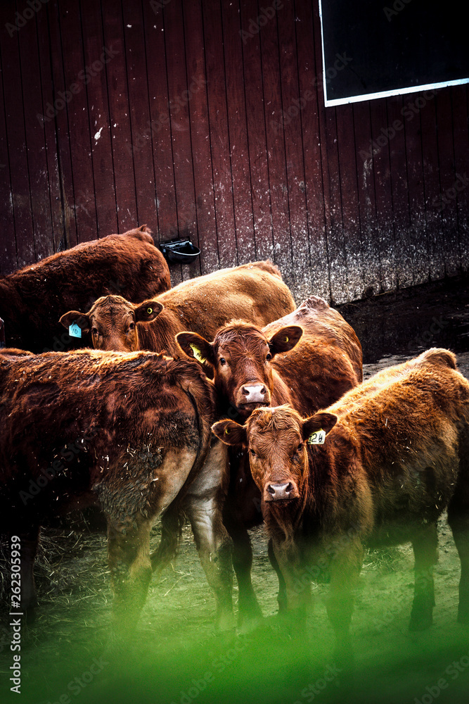 Fototapeta premium lovely cows 