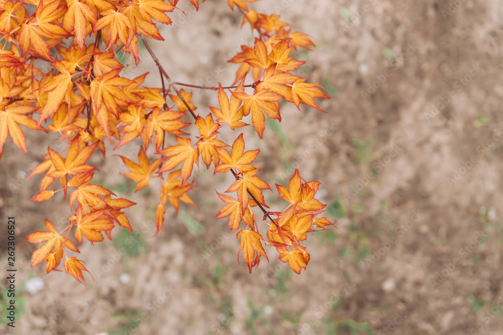Branch with bright orange autumn leaves. Autumn concept. Branch with bright orange autumn leaves. Autumn concept.