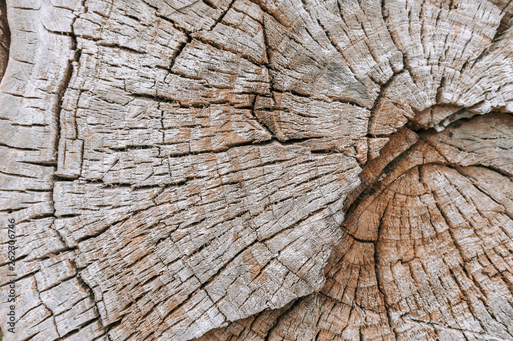 Fototapeta premium Wooden natural texture of cutted tree.