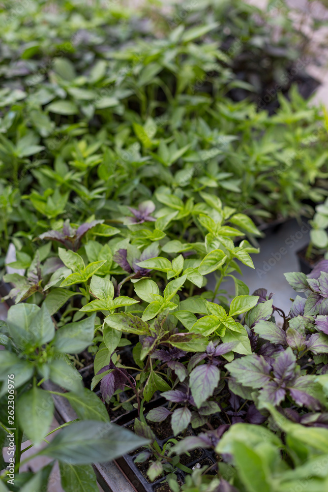 White and red basil at the farmer market White and red basil at the farmer market