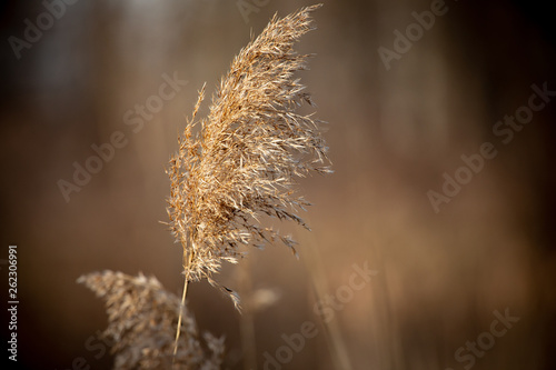 Abstract Backgrounds Conservation Spring Afternoon Brown Tall Grass Single Head