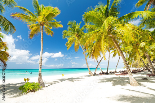 Fototapeta Naklejka Na Ścianę i Meble -  Beach scene with sunbeds under coconut palms