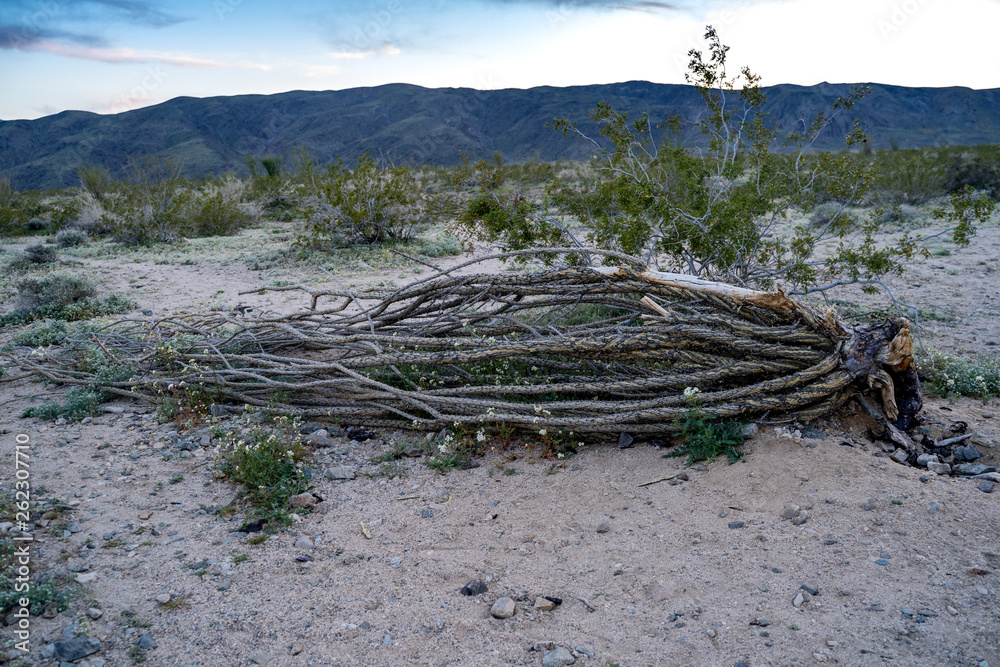 Dead Ocotillo cactus plant lying on the ground at the Ocotillo Patch in Joshua Tree National Park in California at sunset