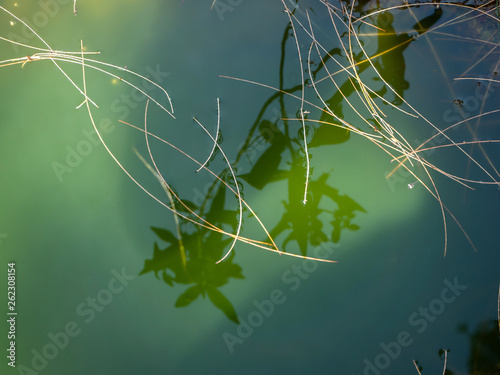 Green puddle in the rock of the waterfall with floating needles from the tree and reflection 