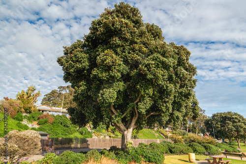 Pohutukawa Tree, Morro Bay State Park, California