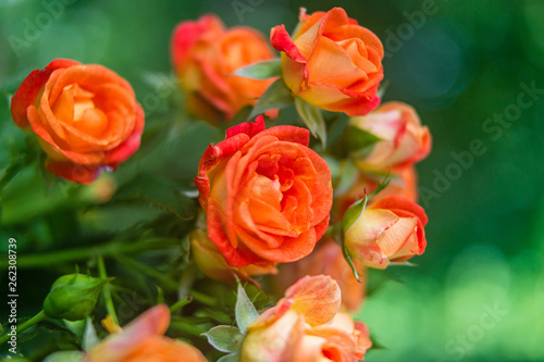 Orange roses on fresh green leaf background.