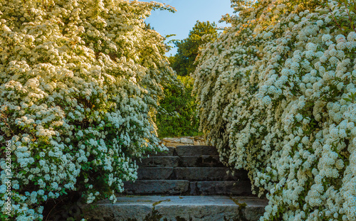 a bush of white  spirea flowers/ A bush of white flowers spirea leads to a stone staircase