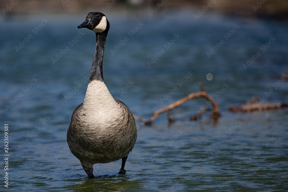 Wildlife Birds Canadian Canada Goose Standing Blue Pond Afternoon Wildlife Birds Canadian Canada Goose Standing Blue Pond Afternoon