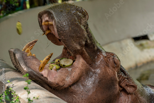 Mae Mali is the name of a female hippopotamus in Dusit Zoo., Sensitive focus, Macro Shot, Bangkok, THAILAND, 2018 © tar